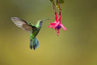 Meksika menekşekulaklı (Colibri thalassinus) yaygın Nikaragua için Meksika'dan ormanlık bölgelerde orta ölçekli, metalik yeşil sinek kuşu türüdür. 