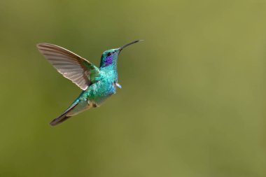 Meksika menekşekulaklı (Colibri thalassinus) yaygın Nikaragua için Meksika'dan ormanlık bölgelerde orta ölçekli, metalik yeşil sinek kuşu türüdür. 