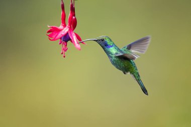 Meksika menekşekulaklı (Colibri thalassinus) yaygın Nikaragua için Meksika'dan ormanlık bölgelerde orta ölçekli, metalik yeşil sinek kuşu türüdür. 