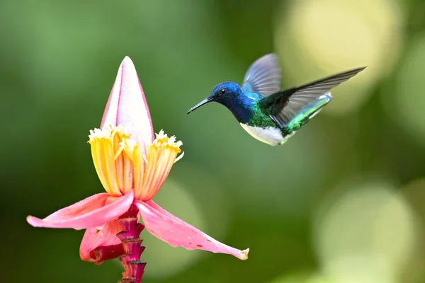 화이트 Florisuga Mellivora 멕시코 남쪽으로 볼리비아 브라질에서에서 범위가 매력적인 — 스톡 사진