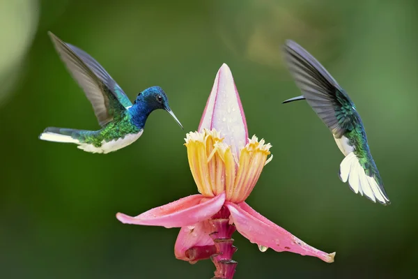 White Necked Jacobin Florisuga Mellivora Large Attractive Hummingbird Ranges Mexico — Stock Photo, Image