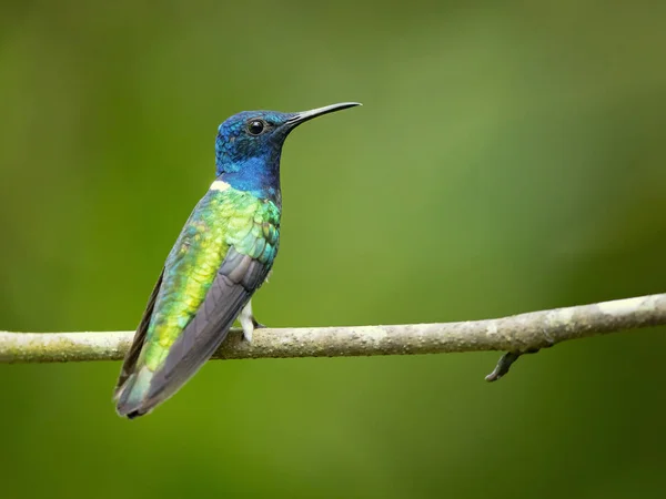 Jacobino Cuello Blanco Florisuga Mellivora Colibrí Grande Atractivo Que Desde — Foto de Stock