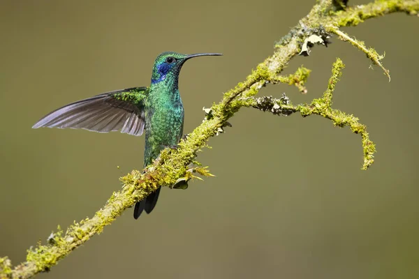 Мексиканські Violetear Colibri Thalassinus Вид Середнього Розміру Металевим Зелений Колібрі — стокове фото