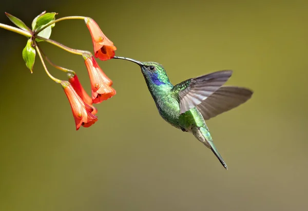 Violetear Mexicano Colibri Thalassinus Una Especie Colibrí Verde Metálico Tamaño — Foto de Stock