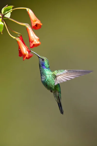 Meksykańskie Violetear Colibri Thalassinus Gatunek Średniej Wielkości Metaliczny Zielony Koliber — Zdjęcie stockowe