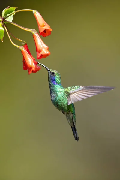 Violeta Mexicano Colibri Thalassinus Uma Espécie Beija Flor Verde Metálico — Fotografia de Stock