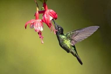 Talamanca sinek kuşu veya takdire şayan sinek kuşu (Eugenes spectabilis) büyük bir sinek kuşu var. Takdire şayan sinek kuşu'nın aralıktır Kosta Rika Panama. 