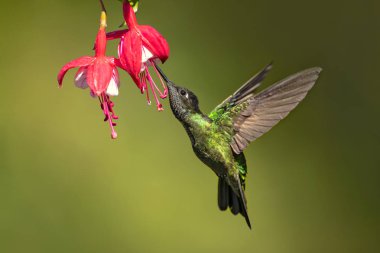 Talamanca sinek kuşu veya takdire şayan sinek kuşu (Eugenes spectabilis) büyük bir sinek kuşu var. Takdire şayan sinek kuşu'nın aralıktır Kosta Rika Panama. 