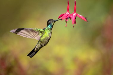Talamanca sinek kuşu veya takdire şayan sinek kuşu (Eugenes spectabilis) büyük bir sinek kuşu var. Takdire şayan sinek kuşu'nın aralıktır Kosta Rika Panama. 