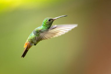 Büyük sinek kuşu Orta Amerika ve Güney Amerika'dan Doğu Honduras kuzeybatı Ekvador ile ikamet Tunç kuyruklu plumeleteer (Chalybura urochrysia) olduğunu. 