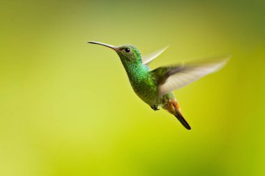 Büyük sinek kuşu Orta Amerika ve Güney Amerika'dan Doğu Honduras kuzeybatı Ekvador ile ikamet Tunç kuyruklu plumeleteer (Chalybura urochrysia) olduğunu. 