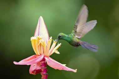 Büyük sinek kuşu Orta Amerika ve Güney Amerika'dan Doğu Honduras kuzeybatı Ekvador ile ikamet Tunç kuyruklu plumeleteer (Chalybura urochrysia) olduğunu. 