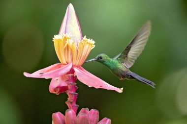 Bronze-tailed plumeleteer (Chalybura urochrysia) is a large hummingbird resident in Central America and South America from eastern Honduras to northwestern Ecuador.  clipart