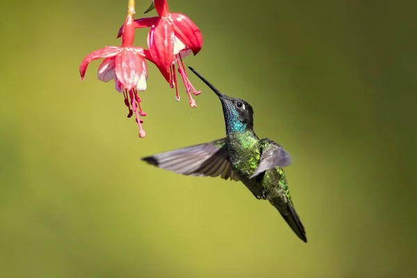 Talamanca Hummingbird Beija Flor Admirável Eugenes Spectabilis Grande Beija Flor — Fotografia de Stock