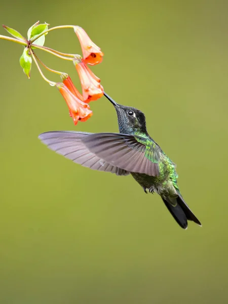 Talamanca Kolibrie Bewonderenswaardige Hummingbird Eugenes Spectabilis Een Grote Kolibrie Bewonderenswaardige — Stockfoto