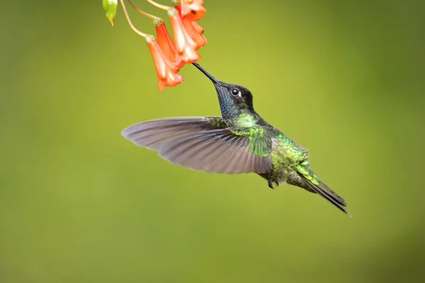 Talamanca Hummingbird Beija Flor Admirável Eugenes Spectabilis Grande Beija Flor — Fotografia de Stock