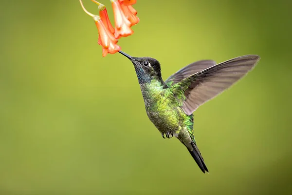 Talamanca Hummingbird Beija Flor Admirável Eugenes Spectabilis Grande Beija Flor — Fotografia de Stock