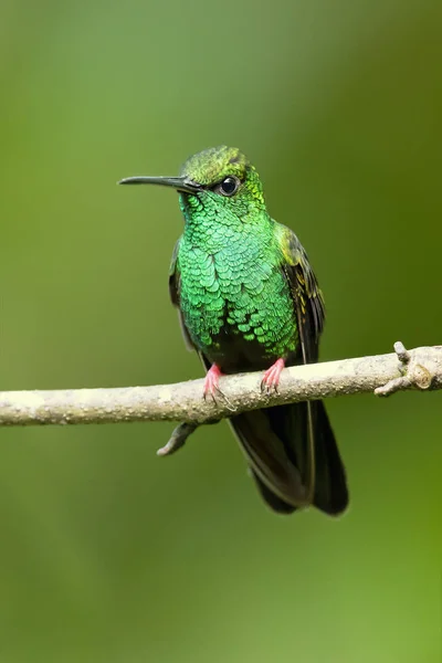 브론즈 Plumeleteer Chalybura Urochrysia 아메리카와 남아메리카 온두라스에서 북서부 에콰도르에서 — 스톡 사진