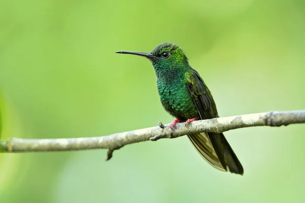 Brąz Tailed Plumeleteer Chalybura Urochrysia Jest Duże Koliber Rezydenta Ameryce — Zdjęcie stockowe