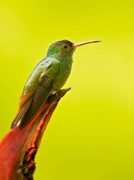 Rufous Amazilia Tzacatl 아메리카 콜롬비아 베네수엘라와 페루와 에콰도르를 남쪽을 멕시코에서 — 스톡 사진