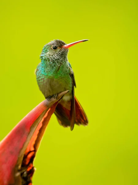 Rode Tailed Hummingbird Amazilia Tzacatl Een Middelgrote Kolibrie Die Van — Stockfoto