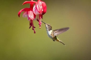 Scintillant sinek kuşu (Selasphorus scintilla) en küçük sinek kuşu menzili içinde olduğunu. Kosta Rika alınan