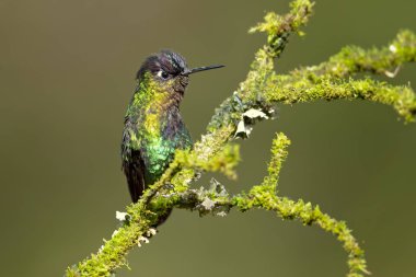 Fiery-throated hummingbird (Panterpe insignis) is a medium-sized hummingbird of the Talamancan montane forests of Costa Rica and western Panama.  clipart