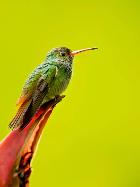 Rödstjärtad Hummingbird Amazilia Tzacatl Medelstor Kolibri Som Förekommer Från Sydöstra — Stockfoto