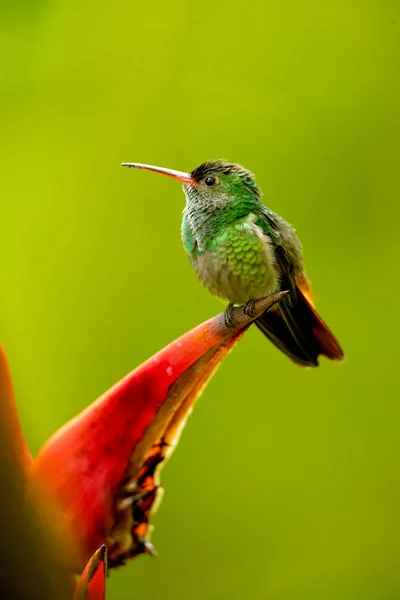 Rufous Tailed Koliber Amazilia Tzacatl Jest Średniej Wielkości Koliber Wschodniej — Zdjęcie stockowe