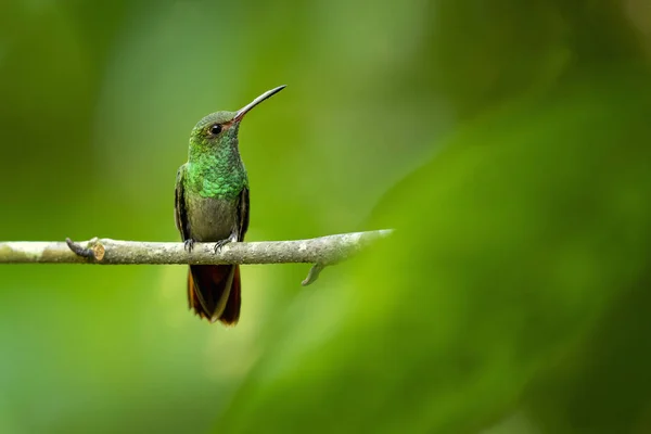 Rufous Білохвоста Колібрі Amazilia Tzacatl Середнього Колібрі Водиться Від Східно — стокове фото