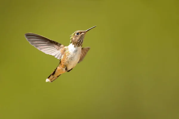 Der Schimmernde Kolibri Selasphorus Scintilla Ist Der Kleinste Kolibri Seinem — Stockfoto