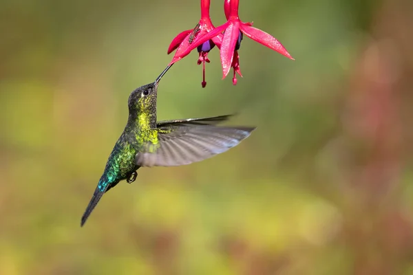 Ognisty Throated Hummingbird Panterpe Insignis Jest Średnie Koliber Lasy Górskie — Zdjęcie stockowe