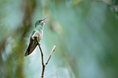 Pul göğüslü sinek kuşu (Phaeochroa cuvierii) bir ailesinde Trochilidae familyasından. Onun cins için monotypic.
