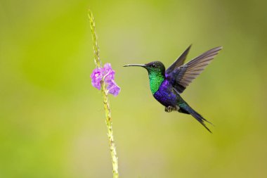 Mor tepeli woodnymph (Thalurania colombica colombica), Mor tepeli woodnymph da bilinen Orta Amerika'dan bulunan orta ölçekli sinek kuşu olduğunu