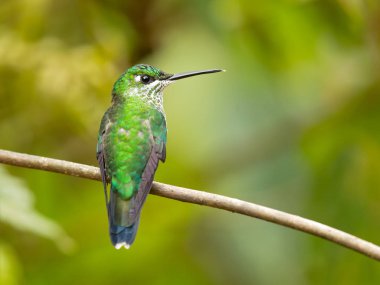 Kosta Rika dan dağlık batı Ecuador ikamet dişi köpek bir büyük, güçlü bir sinek kuşu parlak yeşil tepeli (Heliodoxa jacula) olduğunu.