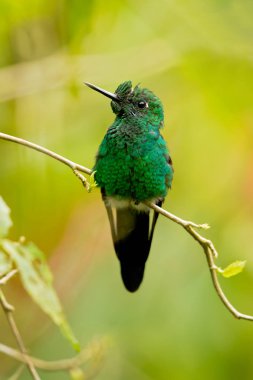 Kosta Rika dan dağlık batı Ecuador ikamet dişi köpek bir büyük, güçlü bir sinek kuşu parlak yeşil tepeli (Heliodoxa jacula) olduğunu.