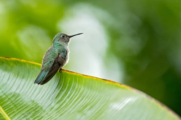 鳞片毛鸟 Paeochroa Cuvierii 是龙舌兰科蜂鸟家族中的一种 它是单型的属 — 图库照片