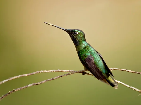 Rivoli Koliber Eugenes Fulgens Jest Duży Koliber Rivoli Hummingbird Ras — Zdjęcie stockowe