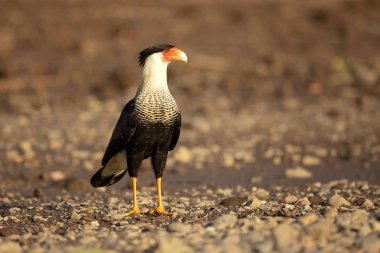 Güney Tepeli Caracara (Caracara Plancus), aynı zamanda Güney Caracara veya Carancho olarak bilinen, Aile Falconidae bir av kuşu. Kosta Rika alınmıştır