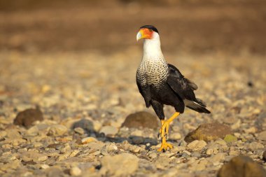 Güney Tepeli Caracara (Caracara Plancus), aynı zamanda Güney Caracara veya Carancho olarak bilinen, Aile Falconidae bir av kuşu. Kosta Rika alınmıştır