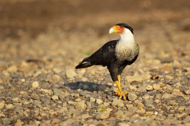 Güney Tepeli Caracara (Caracara Plancus), aynı zamanda Güney Caracara veya Carancho olarak bilinen, Aile Falconidae bir av kuşu. Kosta Rika alınmıştır