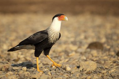 Güney Tepeli Caracara (Caracara Plancus), aynı zamanda Güney Caracara veya Carancho olarak bilinen, Aile Falconidae bir av kuşu. Kosta Rika alınmıştır