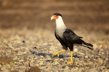 Güney Tepeli Caracara (Caracara Plancus), aynı zamanda Güney Caracara veya Carancho olarak bilinen, Aile Falconidae bir av kuşu. Kosta Rika alınmıştır