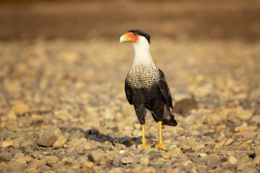 Güney Tepeli Caracara (Caracara Plancus), aynı zamanda Güney Caracara veya Carancho olarak bilinen, Aile Falconidae bir av kuşu. Kosta Rika alınmıştır