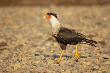 Güney Tepeli Caracara (Caracara Plancus), aynı zamanda Güney Caracara veya Carancho olarak bilinen, Aile Falconidae bir av kuşu. Kosta Rika alınmıştır