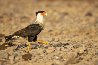 Güney Tepeli Caracara (Caracara Plancus), aynı zamanda Güney Caracara veya Carancho olarak bilinen, Aile Falconidae bir av kuşu. Kosta Rika alınmıştır