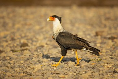 Güney Tepeli Caracara (Caracara Plancus), aynı zamanda Güney Caracara veya Carancho olarak bilinen, Aile Falconidae bir av kuşu. Kosta Rika alınmıştır