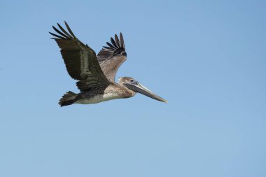 Kahverengi Pelikan (Pelecanus occidentalis), peluş ailesinin Kuzey Amerika kuşunu oluşturmaktadır. Nova Scotia 'dan Atlantic Coast 'ta Amazon Nehri 'nin ağzına kadar bulunur.