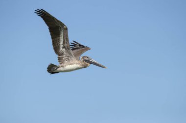 Kahverengi Pelikan (Pelecanus occidentalis), peluş ailesinin Kuzey Amerika kuşunu oluşturmaktadır. Nova Scotia 'dan Atlantic Coast 'ta Amazon Nehri 'nin ağzına kadar bulunur.