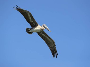 Kahverengi Pelikan (Pelecanus occidentalis), peluş ailesinin Kuzey Amerika kuşunu oluşturmaktadır. Nova Scotia 'dan Atlantic Coast 'ta Amazon Nehri 'nin ağzına kadar bulunur.
